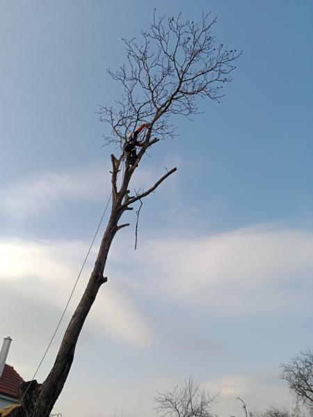 IMG20241126122601052