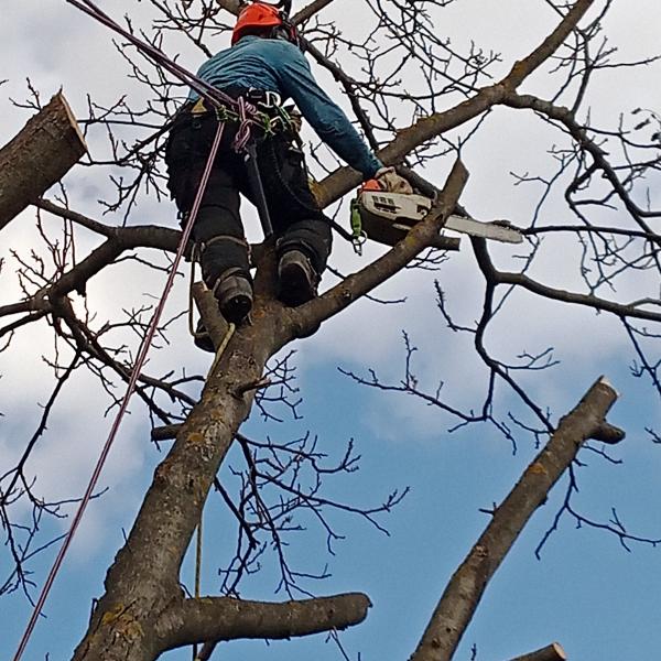 IMG20250312114632530