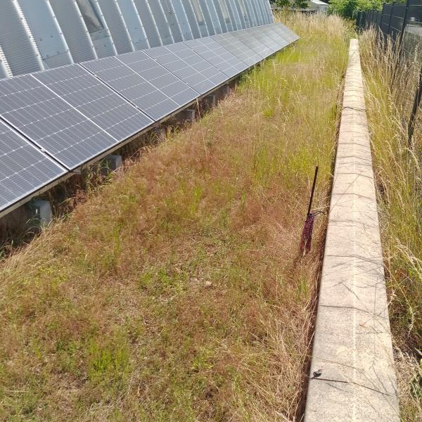 opatrenie-proti-burine-1