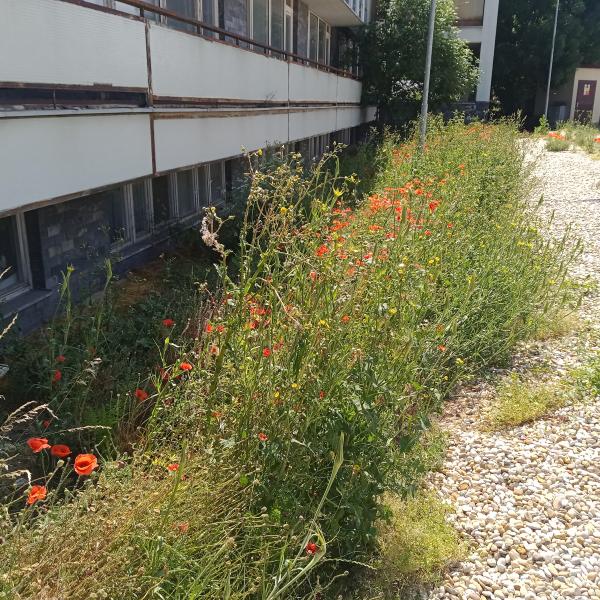 opatrenie-proti-burine-3