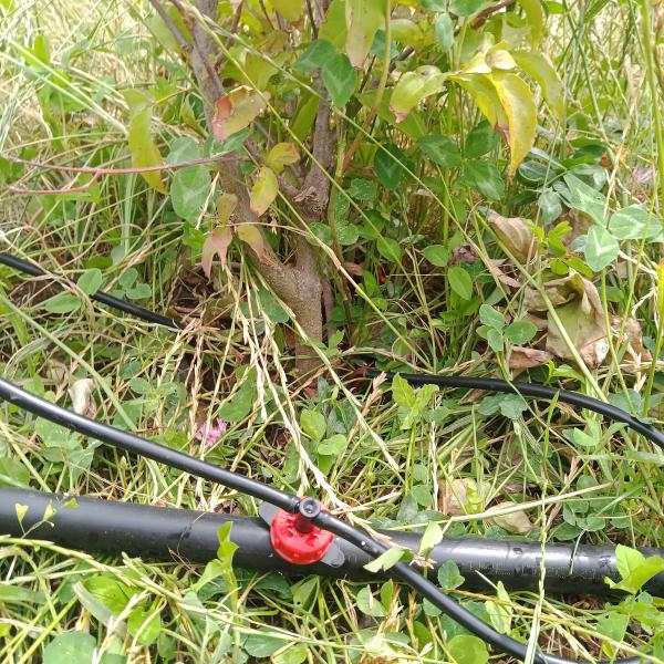 IMG20250716131129626